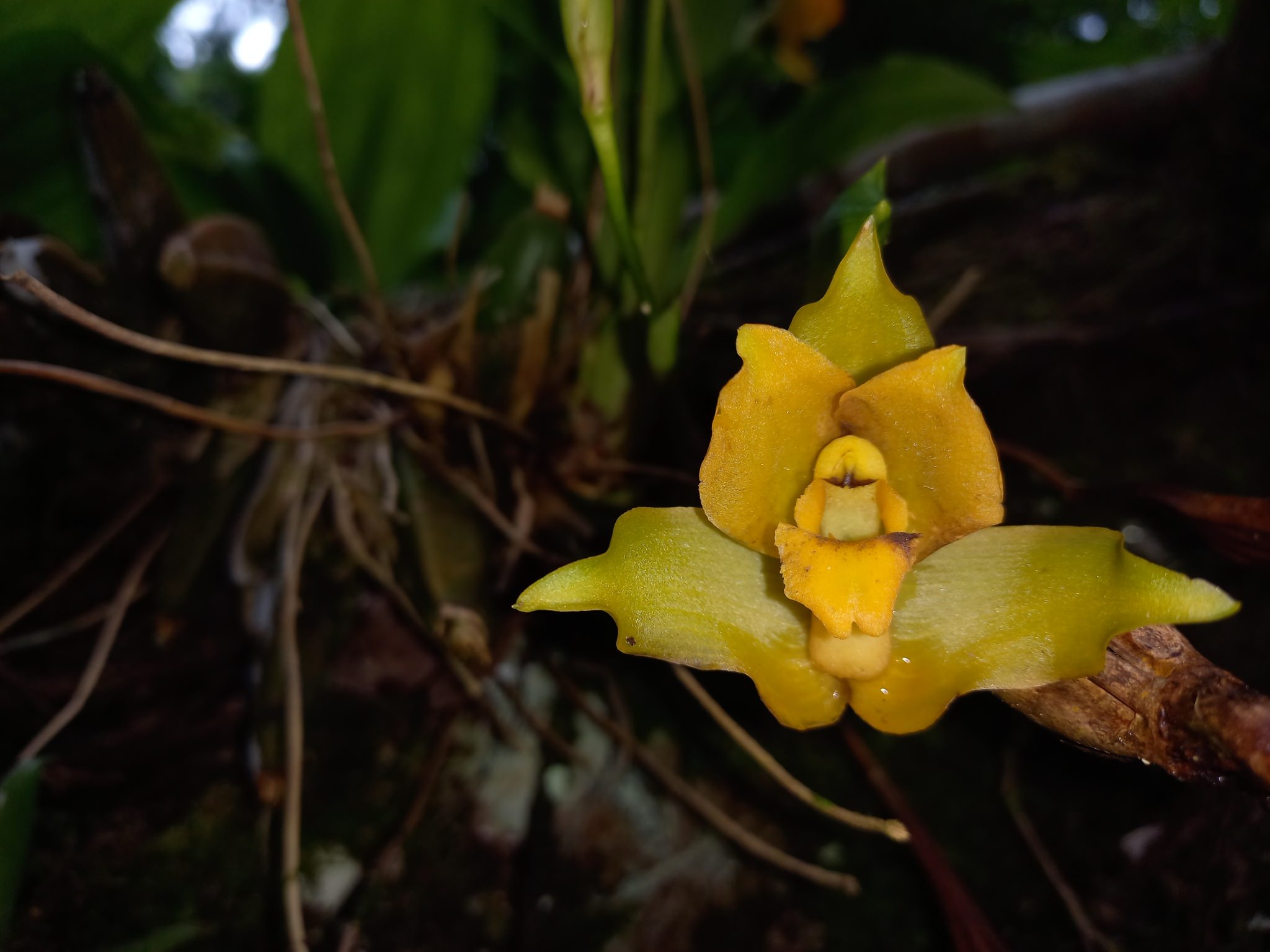 Lycaste cruenta